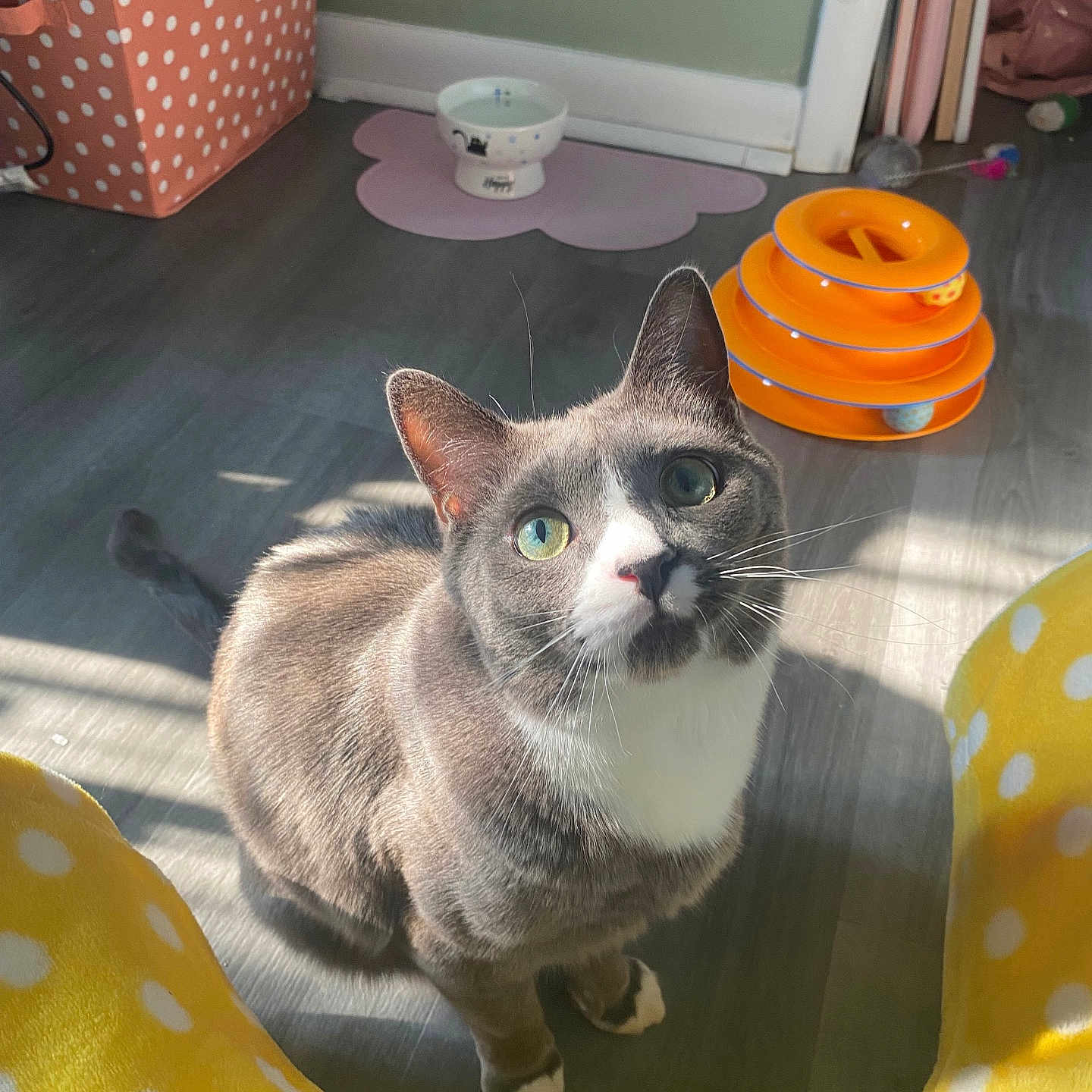 Benito is registered to the contest to win money with this photo: abyssinian, animal, architecture, blanket, box, building, canine, cat, cushion, furniture, homedecor, indoors, kitten, livingroom, manx, outdoors, pet, room, shelter, siamese