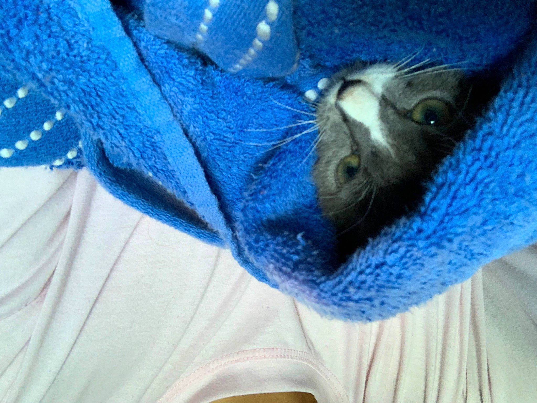 Benito joined the competition — help win amazing prizes! carnivore, cat, claw, comfort, denim, electric_blue, felidae, fur, grey, linens, russian_blue, sleeve, small_to_medium_sized_cats, snout, tail, textile, whiskers, wool, woolen, woven_fabric