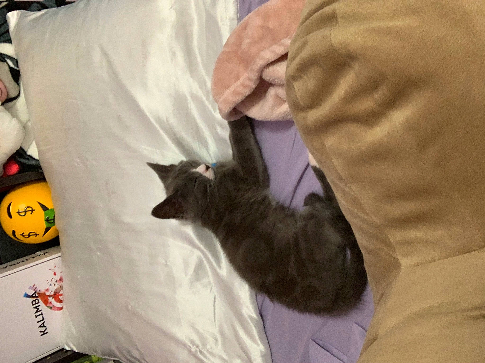 Benito joined the competition — help win amazing prizes! bag, ball, bed, black_cat, carnivore, cat, comfort, domestic_short_haired_cat, felidae, fur, gesture, lap, linens, plastic_bag, small_to_medium_sized_cats, whiskers