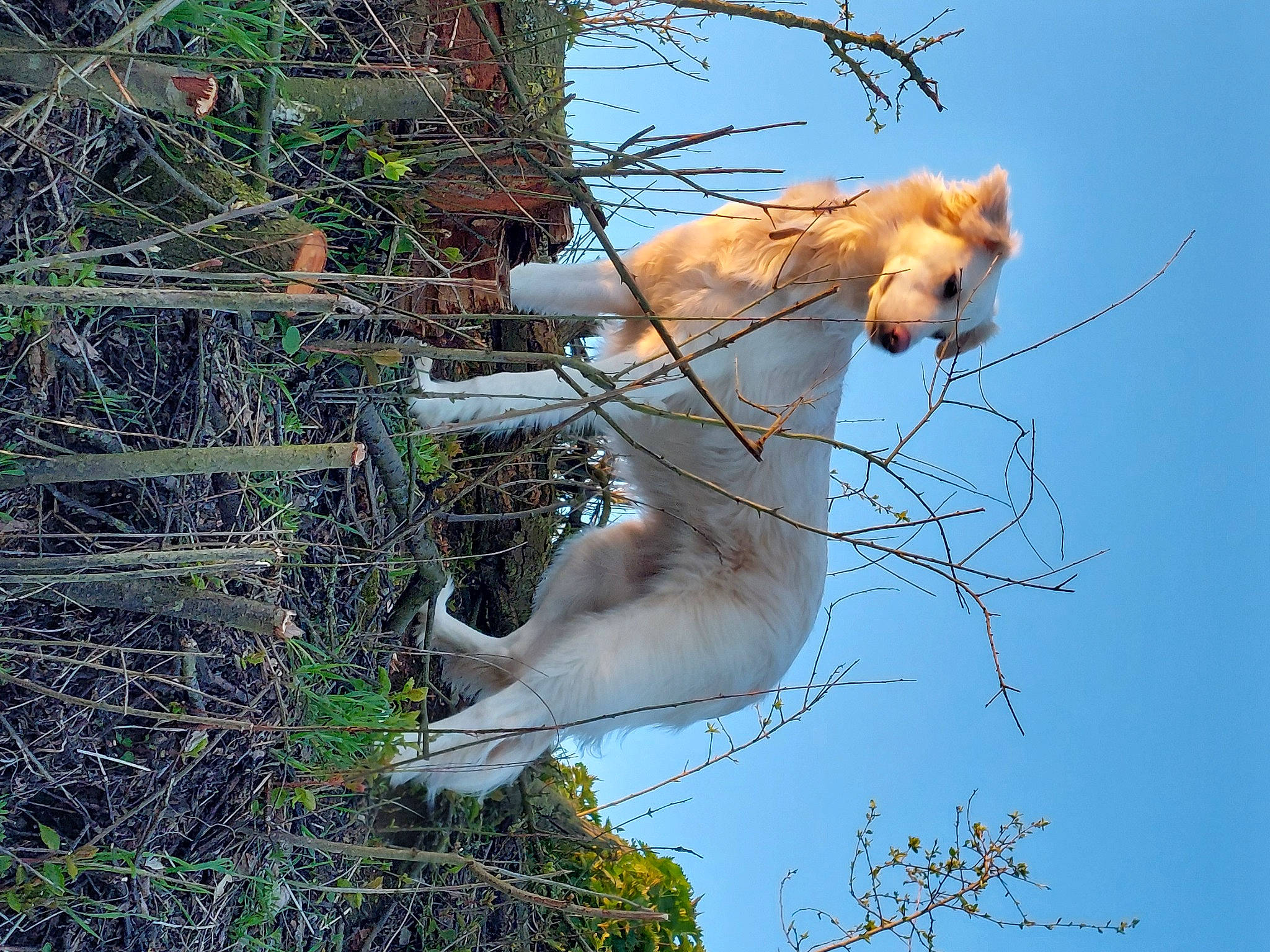 Lilou a rejoint le concours — aidez-le/la à gagner de superbes lots ! branch, canidae, carnivore, collar, companion_dog, dog, dog_breed, fawn, felidae, fur, grass, plant, sky, sporting_group, tail, terrestrial_animal, tree, twig, whiskers, wood