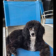 Apollo joined the competition — help win amazing prizes! dog, poodle, black_and_white, curious_eyes, blue_chair, outdoor, furniture, rust, concrete_floor, flowers, greenery, pet, animal, relaxed, sitting, portrait, fur, canine, companion, daylight