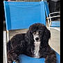 dog, poodle, black_and_white, curious_eyes, blue_chair, outdoor, furniture, rust, concrete_floor, flowers, greenery, pet, animal, relaxed, sitting, portrait, fur, canine, companion, daylight