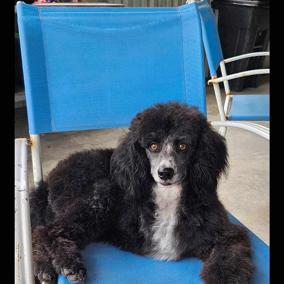 Apollo joined the competition — help win amazing prizes! animal, black_and_white, blue_chair, canine, companion, concrete_floor, curious_eyes, daylight, dog, flowers, fur, furniture, greenery, outdoor, pet, poodle, portrait, relaxed, rust, sitting
