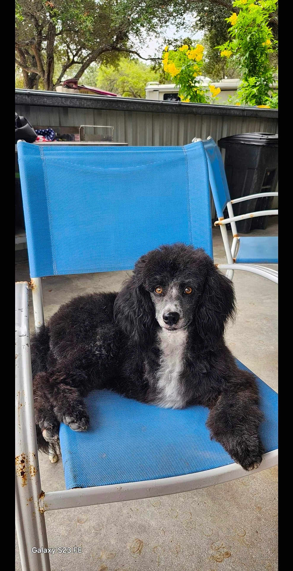 Apollo joined the competition — help win amazing prizes! dog, poodle, black_and_white, curious_eyes, blue_chair, outdoor, furniture, rust, concrete_floor, flowers, greenery, pet, animal, relaxed, sitting, portrait, fur, canine, companion, daylight