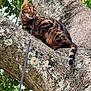 Uni joined the competition — help win amazing prizes! alert, animal, bengal_cat, branch, cat, climbing, close_up, daylight, foliage, fur_pattern, green_eyes, leash, mammal, moss, nature, outdoor, pet, tree, wild_look, wood