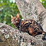 Uni joined the competition — help win amazing prizes! alert, animal, bengal_cat, branch, cat, climbing, closeup, curious, fur, greenery, harness, leash, moss, nature, outdoor, pet, spot_pattern, tree, whiskers, wildlife