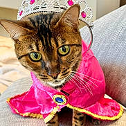 Uni joined the competition — help win amazing prizes! animal, cat, close_up, costume, couch, curious, cute, decorative, domestic_cat, feline, green_eyes, indoor, pet, pink_cape, portrait, seated, sofa, tabby_cat, tiara, whiskers