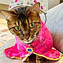 animal, cat, close_up, costume, couch, curious, cute, decorative, domestic_cat, feline, green_eyes, indoor, pet, pink_cape, portrait, seated, sofa, tabby_cat, tiara, whiskers