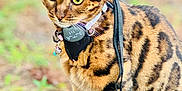 Uni joined the competition — help win amazing prizes! animal, bengal_cat, cat, close_up, curious, ears, fur, green_eyes, ground, harness, leash, mammal, nature, outdoor, paws, pet, sitting, spots, stripes, whiskers