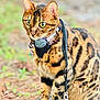 animal, bengal_cat, cat, close_up, curious, ears, fur, green_eyes, ground, harness, leash, mammal, nature, outdoor, paws, pet, sitting, spots, stripes, whiskers