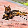 alert, animal, bengal_cat, cat, collar, fur, green_eyes, harness, lying_down, mammal, nature, outdoor, pavement, pet, relaxing, spots, sunlight, tag, texture, whiskers