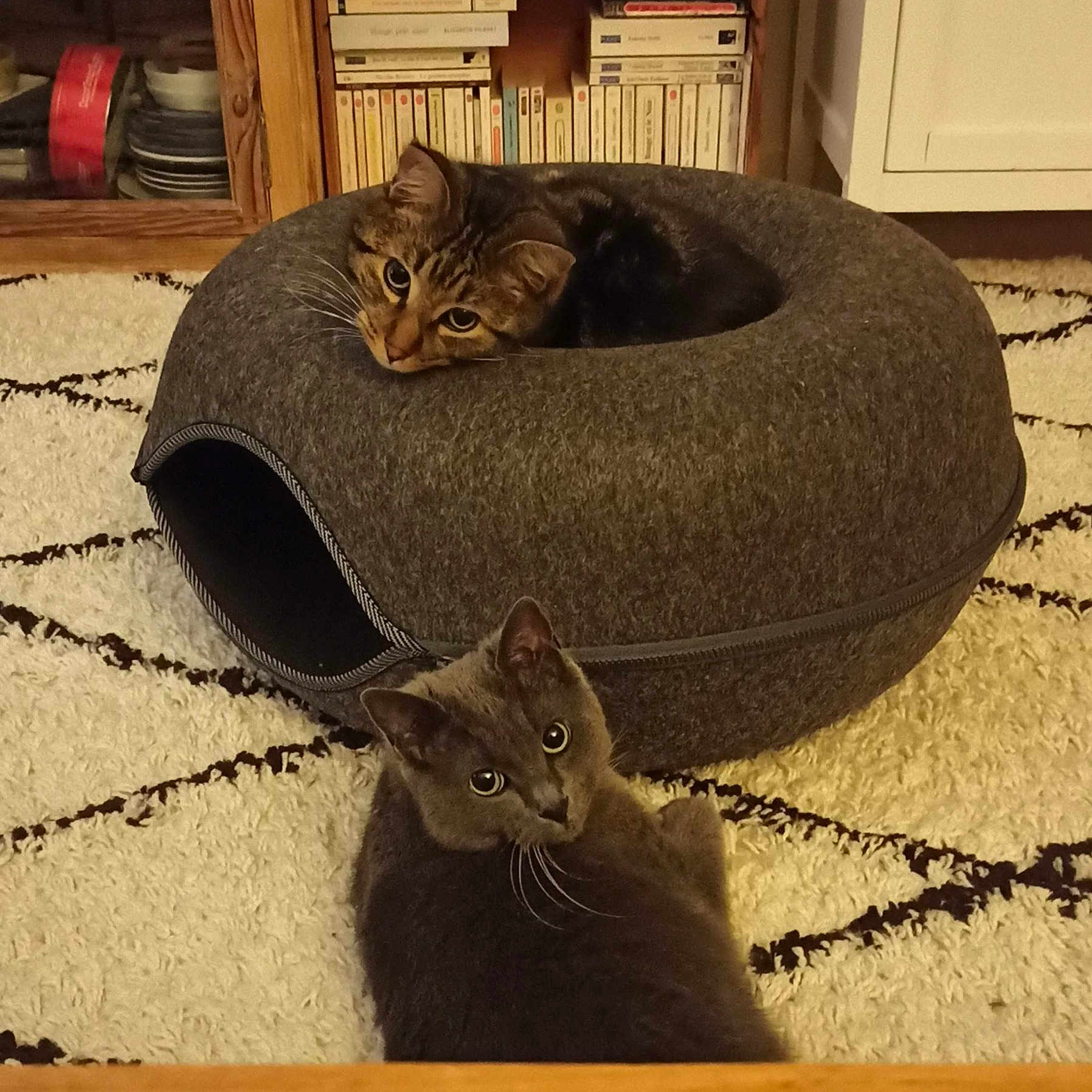 Mowgli Et Marlow participe au concours pour gagner de l'argent avec cette photo : animal, canine, cat, dog, dogbed, furniture, kitten, manx, pet, tape