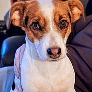 Guetcha participe au concours pour gagner de l'argent avec cette photo : dog, pet, animal, close_up, brown_and_white, ears, nose, eyes, fur, portrait, indoor, human_hand, couch, calm, cute, companion, domestic_animal, friend, mammal, canine