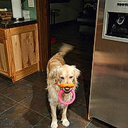 Cherr Bear joined the competition — help win amazing prizes! animal, blur, brown, canine, dog, domestic, floor_tiles, golden_retriever, home, indoor, kitchen, mouth, orange_toy, pet, pink_toy, playful, stainless_steel_fridge, tail_wagging, toy, wooden_cabinets