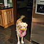 animal, blur, brown, canine, dog, domestic, floor_tiles, golden_retriever, home, indoor, kitchen, mouth, orange_toy, pet, pink_toy, playful, stainless_steel_fridge, tail_wagging, toy, wooden_cabinets