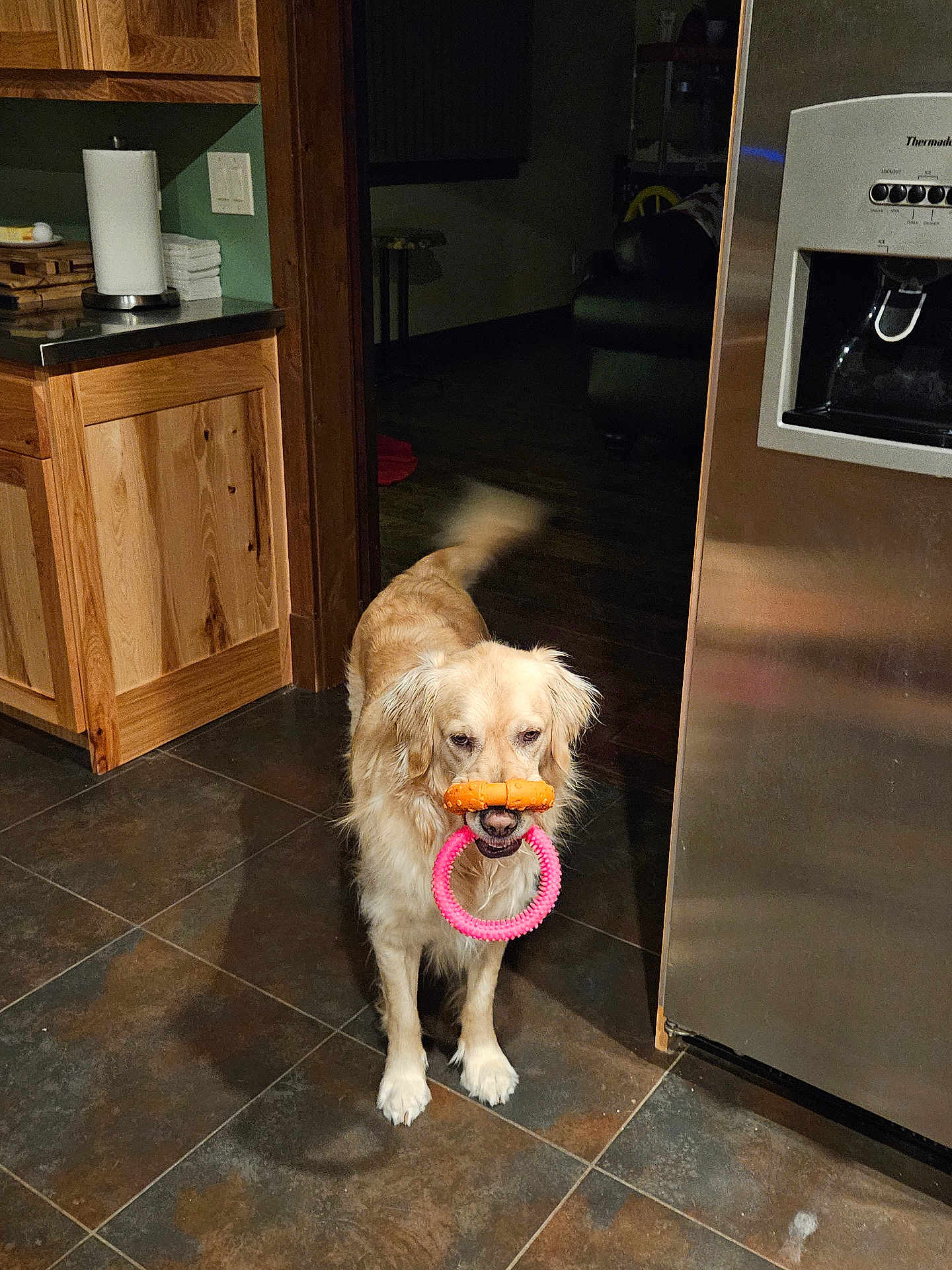 Cherr Bear joined the competition — help win amazing prizes! animal, blur, brown, canine, dog, domestic, floor_tiles, golden_retriever, home, indoor, kitchen, mouth, orange_toy, pet, pink_toy, playful, stainless_steel_fridge, tail_wagging, toy, wooden_cabinets
