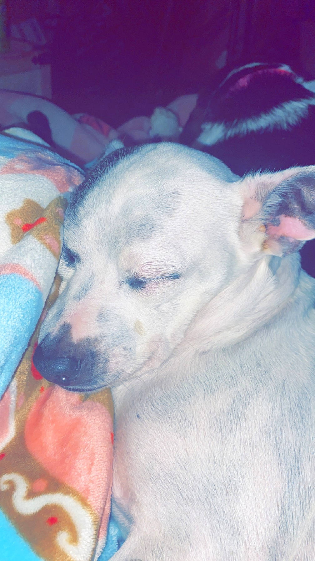 Chevy joined the competition — help win amazing prizes! art, canidae, carnivore, cloud, comfort, companion_dog, dog, dog_breed, drawing, fawn, fur, grey, nap, non_sporting_group, puppy, sky, sporting_group, terrestrial_animal, whiskers, working_animal