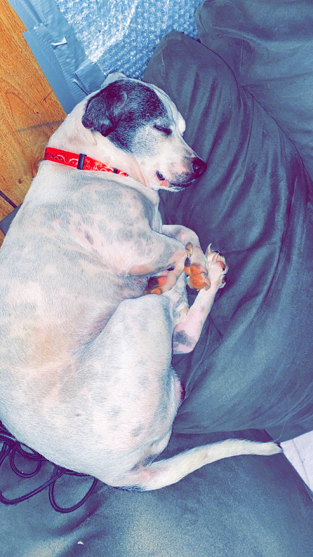 Chevy joined the competition — help win amazing prizes! canidae, carnivore, collar, comfort, companion_dog, dog, dog_breed, dog_collar, dog_supply, electric_blue, grey, non_sporting_group, sitting, sleeve, sporting_group, working_animal