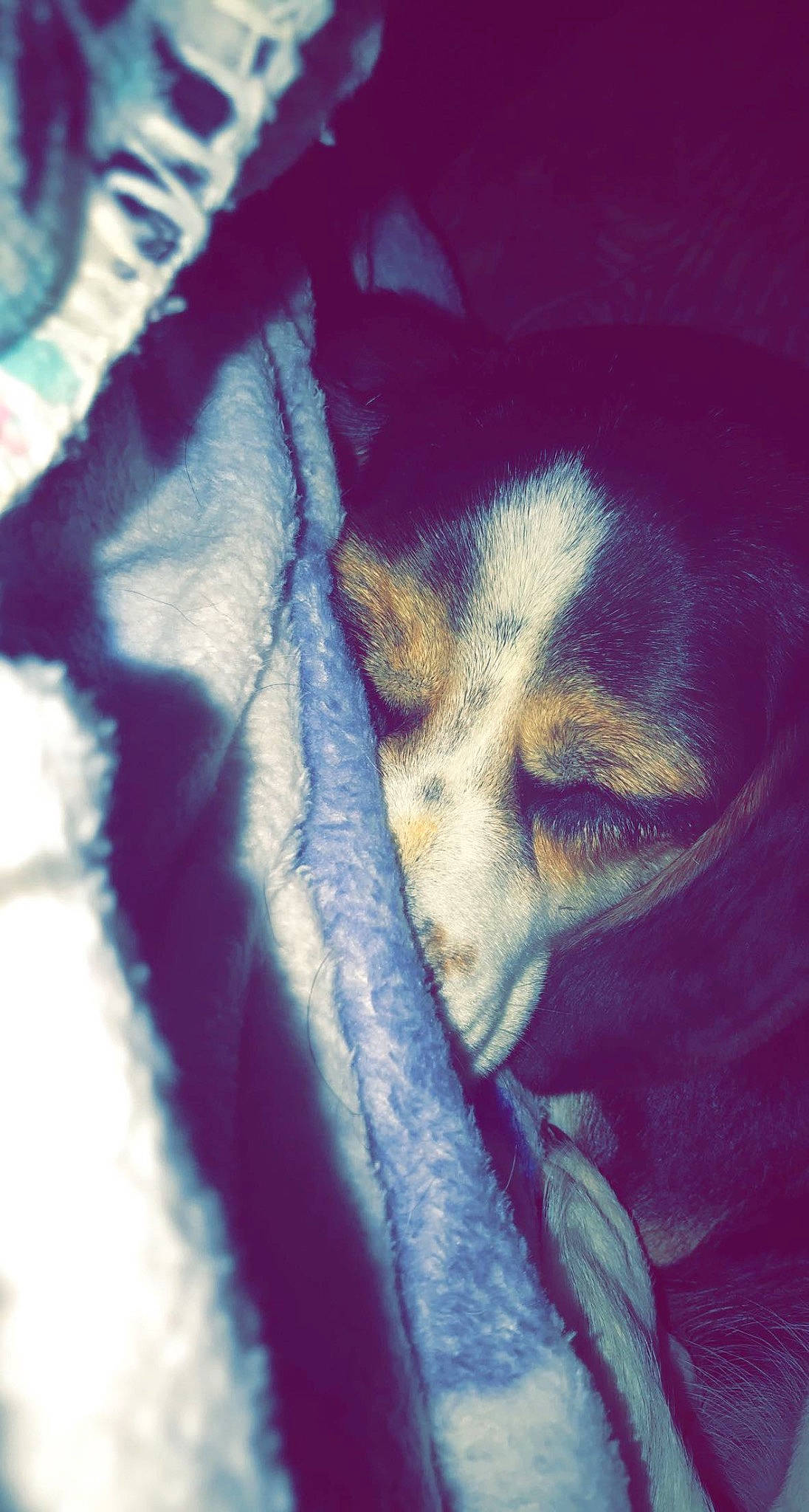 Bella is registered to the contest to win money with this photo: cloud, electric_blue, felidae, fur, painting, small_to_medium_sized_cats, tints_and_shades, visual_arts