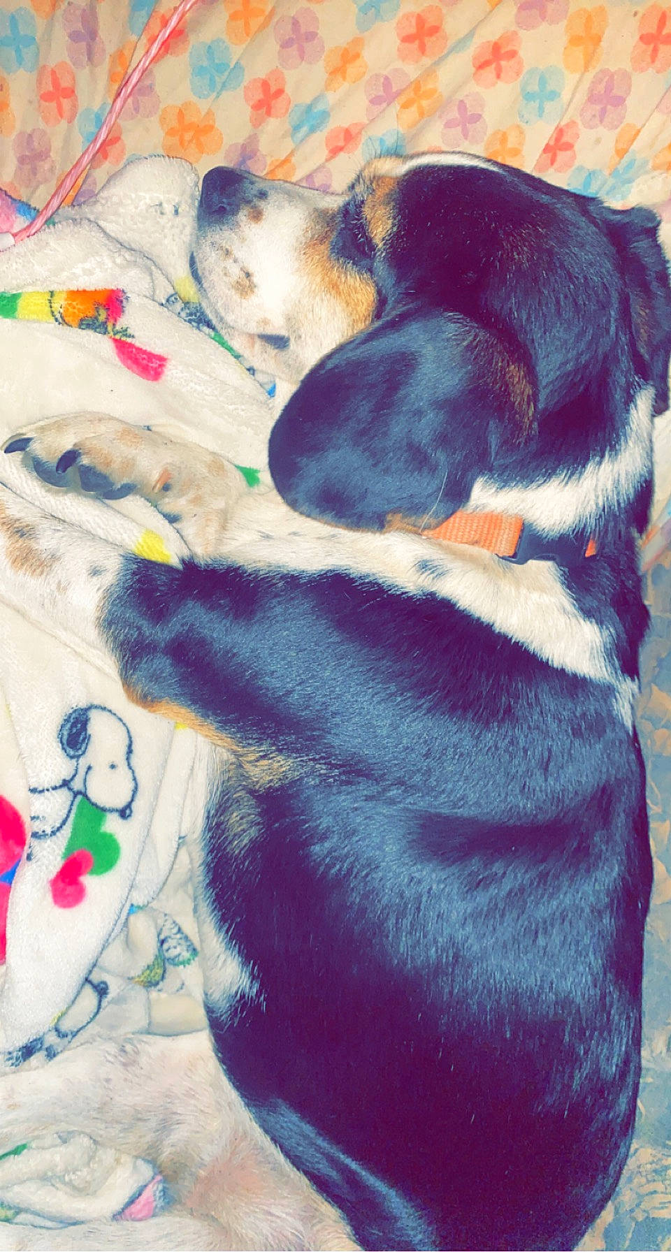 Bella is registered to the contest to win money with this photo: art, canidae, carnivore, comfort, companion_dog, dog, dog_breed, electric_blue, fawn, fur, guard_dog, hound, nap, paw, puppy, snout, sporting_group, tail, visual_arts, working_animal