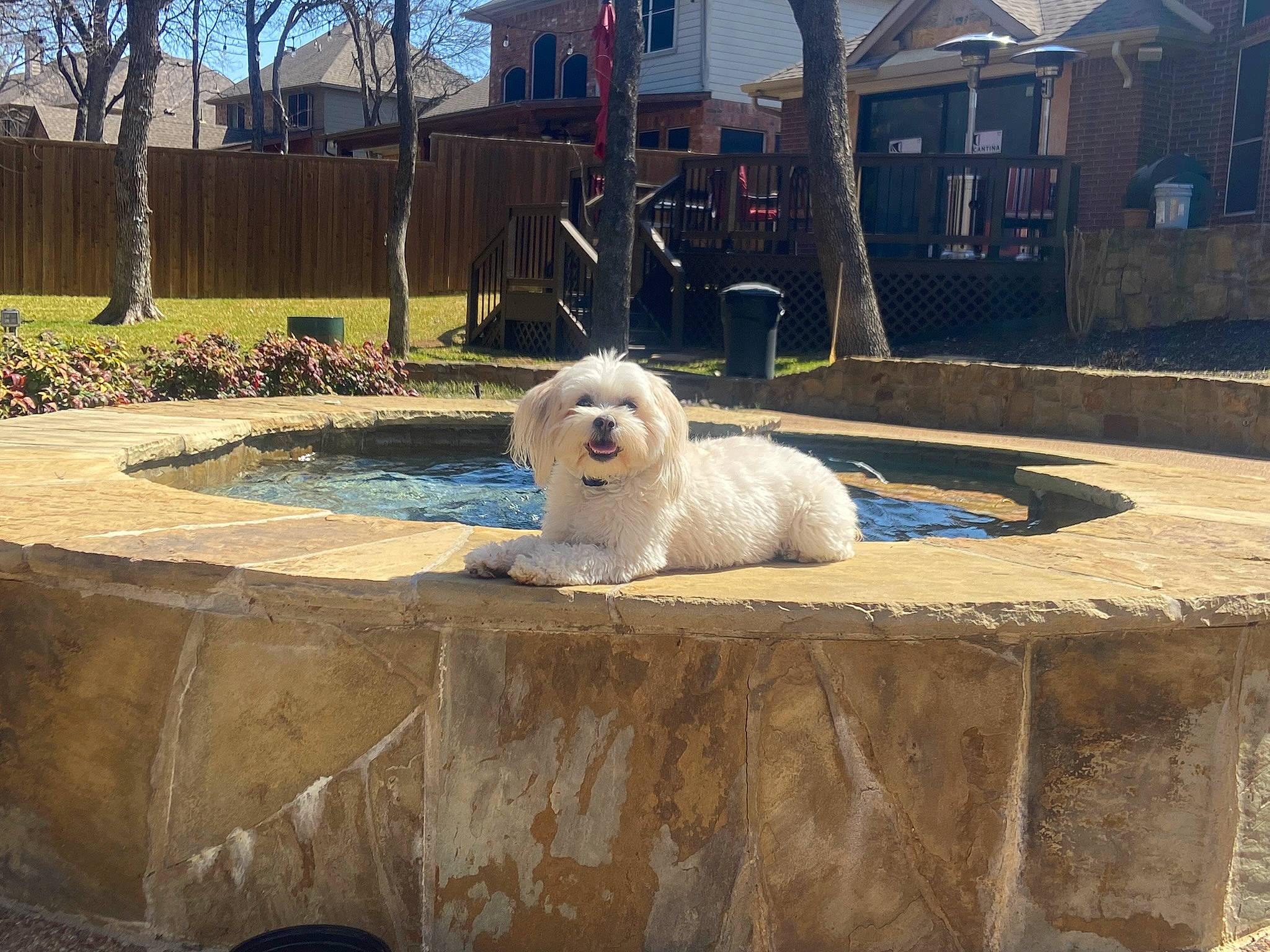 Berri is registered to the contest to win money with this photo: building, canidae, carnivore, companion_dog, dog, dog_breed, fawn, fur, garden, grass, landscape, leisure, plant, spitz, sporting_group, tail, toy_dog, tree, window, wood