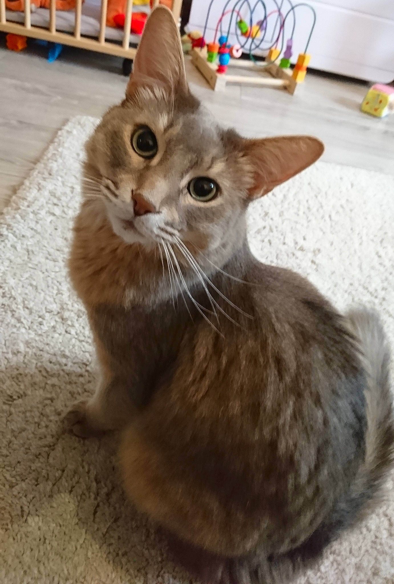 Grizou participe au concours pour gagner de l'argent avec cette photo : aegean_cat, asian, australian_mist, carnivore, cat, domestic_short_haired_cat, european_shorthair, fawn, felidae, kitten, maine_coon, mammal, oriental_longhair, small_to_medium_sized_cats, tabby_cat, vertebrate, whiskers