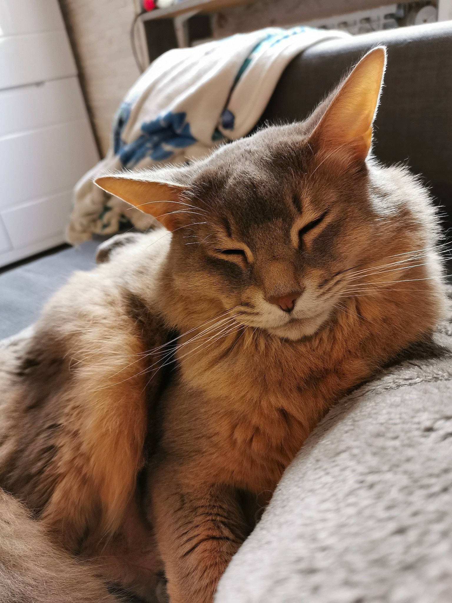 Grizou a rejoint le concours — aidez-le/la à gagner de superbes lots ! aegean_cat, asian, carnivore, cat, domestic_short_haired_cat, european_shorthair, fawn, felidae, fur, kitten, mammal, small_to_medium_sized_cats, somali, tabby_cat, vertebrate, whiskers