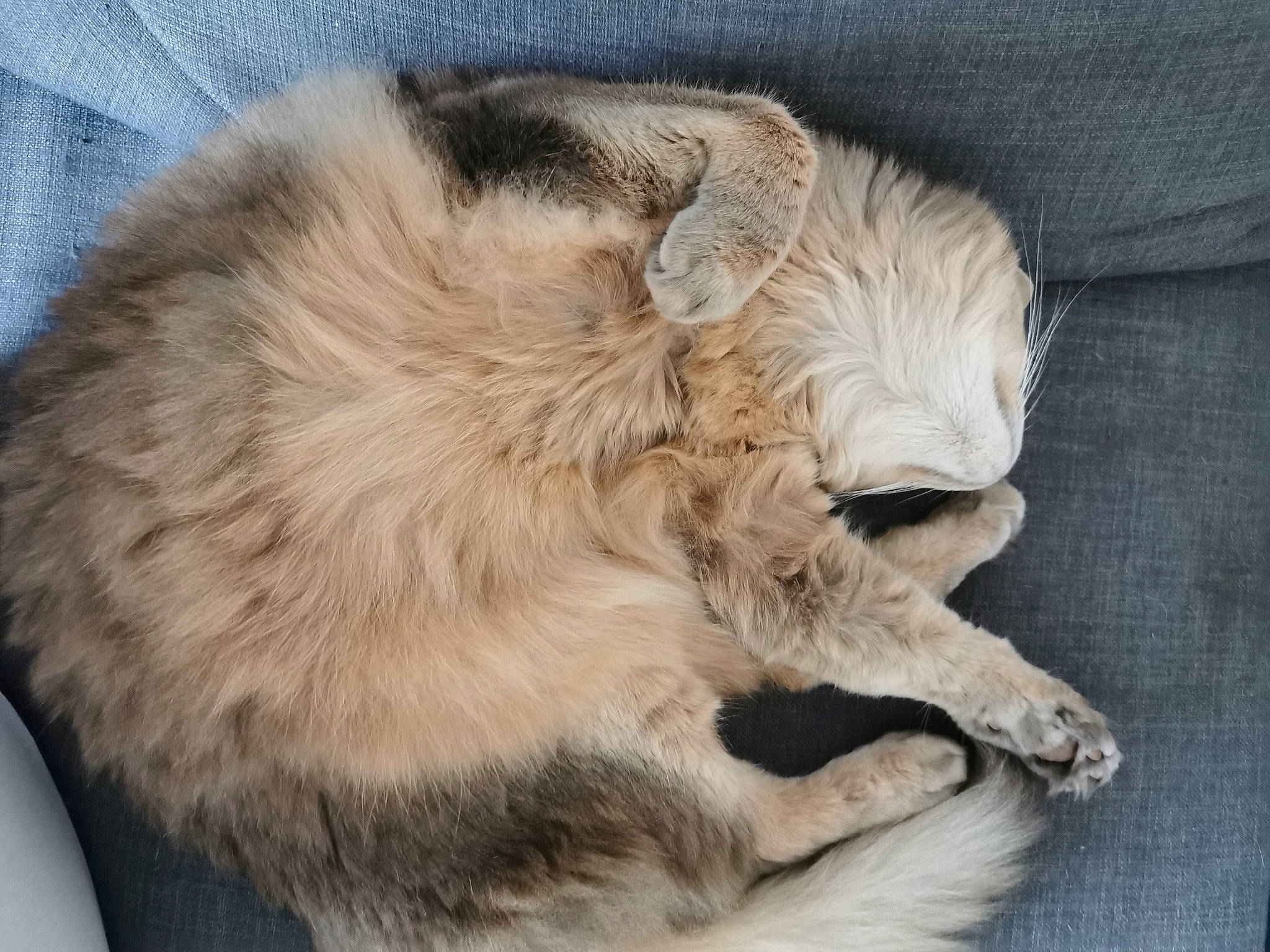 Grizou participe au concours pour gagner de l'argent avec cette photo : canidae, carnivore, cat, claw, comfort, ear, felidae, fur, nap, paw, sleep, small_to_medium_sized_cats, tail, whiskers