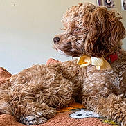 Daisy is registered to the contest to win money with this photo: dog, curly_fur, bow_tie, orange_blanket, indoor, pet, canine, resting, cute, fluffy, cozy, collar, side_view, animal, domestic_animal, fur_texture, relaxed, portrait, home, laying_down
