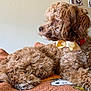 dog, curly_fur, bow_tie, orange_blanket, indoor, pet, canine, resting, cute, fluffy, cozy, collar, side_view, animal, domestic_animal, fur_texture, relaxed, portrait, home, laying_down