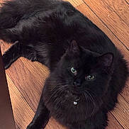 Gronk is registered to the contest to win money with this photo: cat, black_cat, fluffy, green_eyes, collar, bell, pet, animal, indoor, wooden_floor, relaxed, lying_down, feline, whiskers, cute, domestic_cat, fur, portrait, looking_up, house_pet