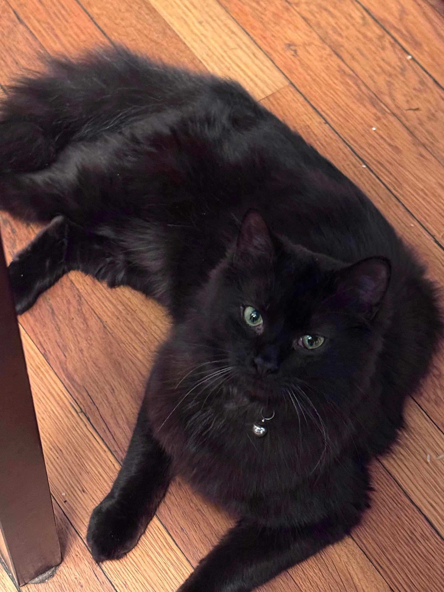 Gronk is registered to the contest to win money with this photo: cat, black_cat, fluffy, green_eyes, collar, bell, pet, animal, indoor, wooden_floor, relaxed, lying_down, feline, whiskers, cute, domestic_cat, fur, portrait, looking_up, house_pet