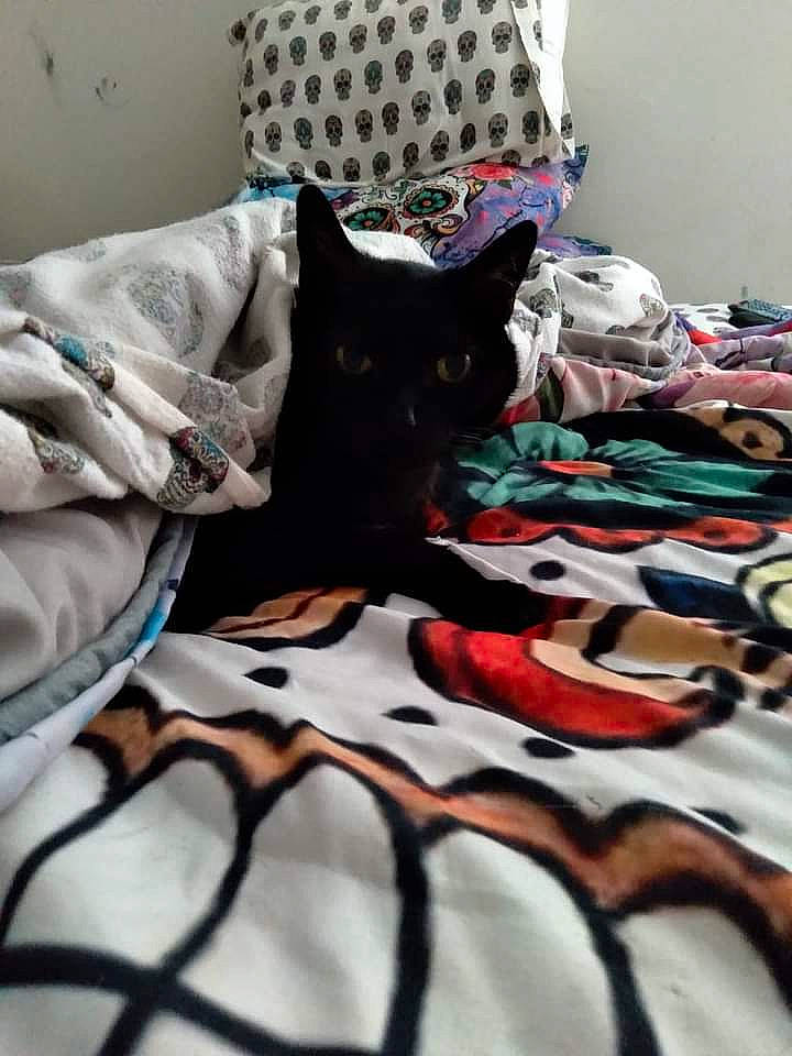 Candy joined the competition — help win amazing prizes! bed, bed_sheet, bedding, bedroom, black, carnivore, cat, comfort, domestic_short_haired_cat, felidae, fur, grey, house, linens, pattern, pillow, room, small_to_medium_sized_cats, textile, whiskers