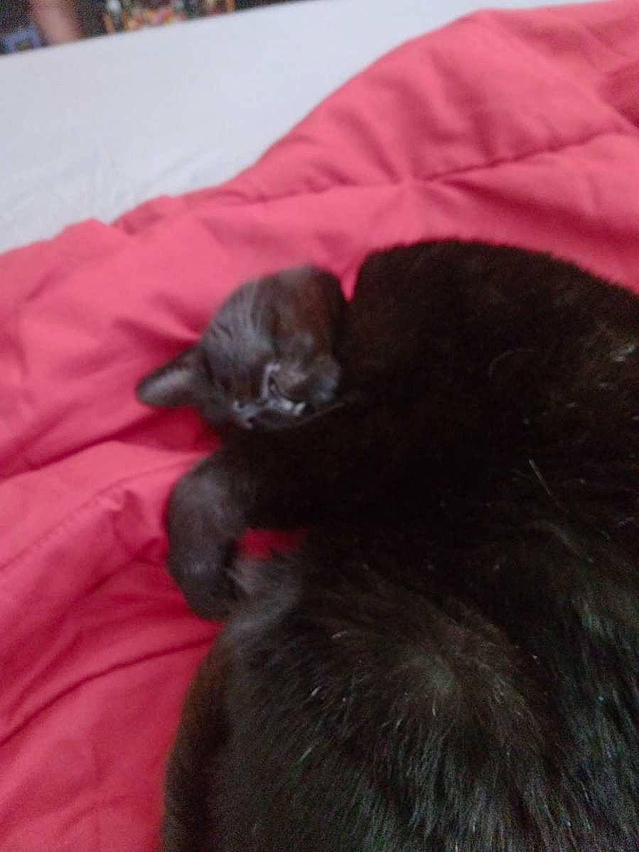 Candy joined the competition — help win amazing prizes! black_cat, bombay, carnivore, cat, claw, comfort, dog_breed, domestic_short_haired_cat, felidae, fur, grey, linens, liver, mammal, nap, small_to_medium_sized_cats, tail, terrestrial_animal, vertebrate, whiskers
