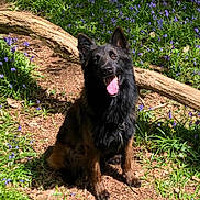 Renjy participe au concours pour gagner de l'argent avec cette photo : dog, forest, nature, flowers, grass, sunlight, outdoor, pet, canine, happy, tongue_out, brown, black, tree, wood, sitting, animal, smiling, spring, flora