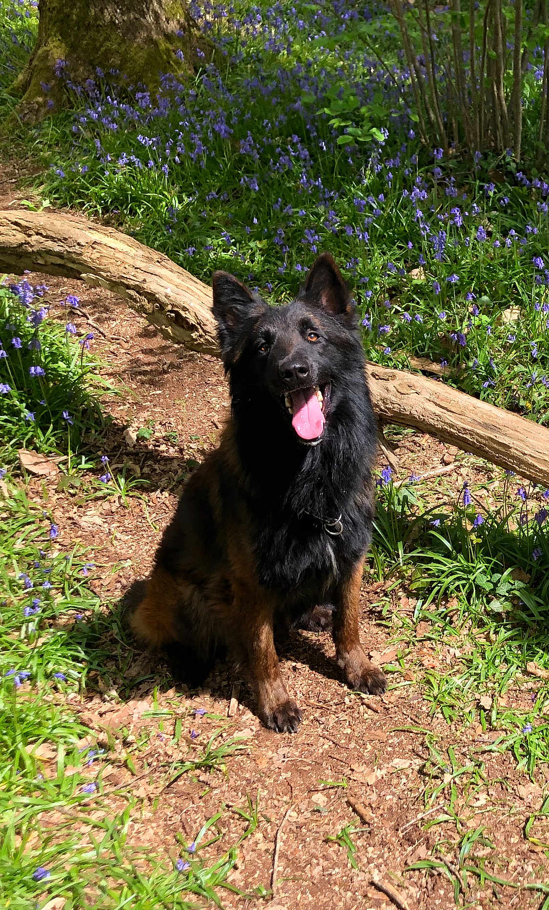 Renjy participe au concours pour gagner de l'argent avec cette photo : dog, forest, nature, flowers, grass, sunlight, outdoor, pet, canine, happy, tongue_out, brown, black, tree, wood, sitting, animal, smiling, spring, flora