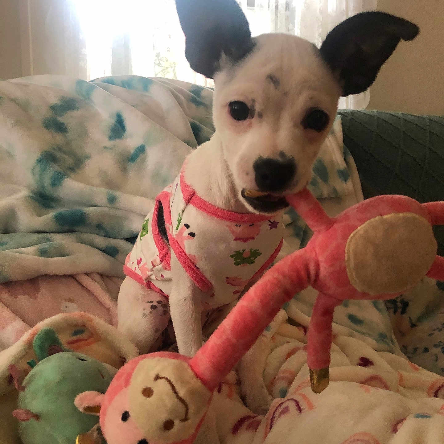 Vallie is registered to the contest to win money with this photo: animal, ball, bed, blanket, canine, couch, cushion, dog, furniture, head, homedecor, indoors, person, pet, puppy, quilt, sport, tennis, tennisball, toy