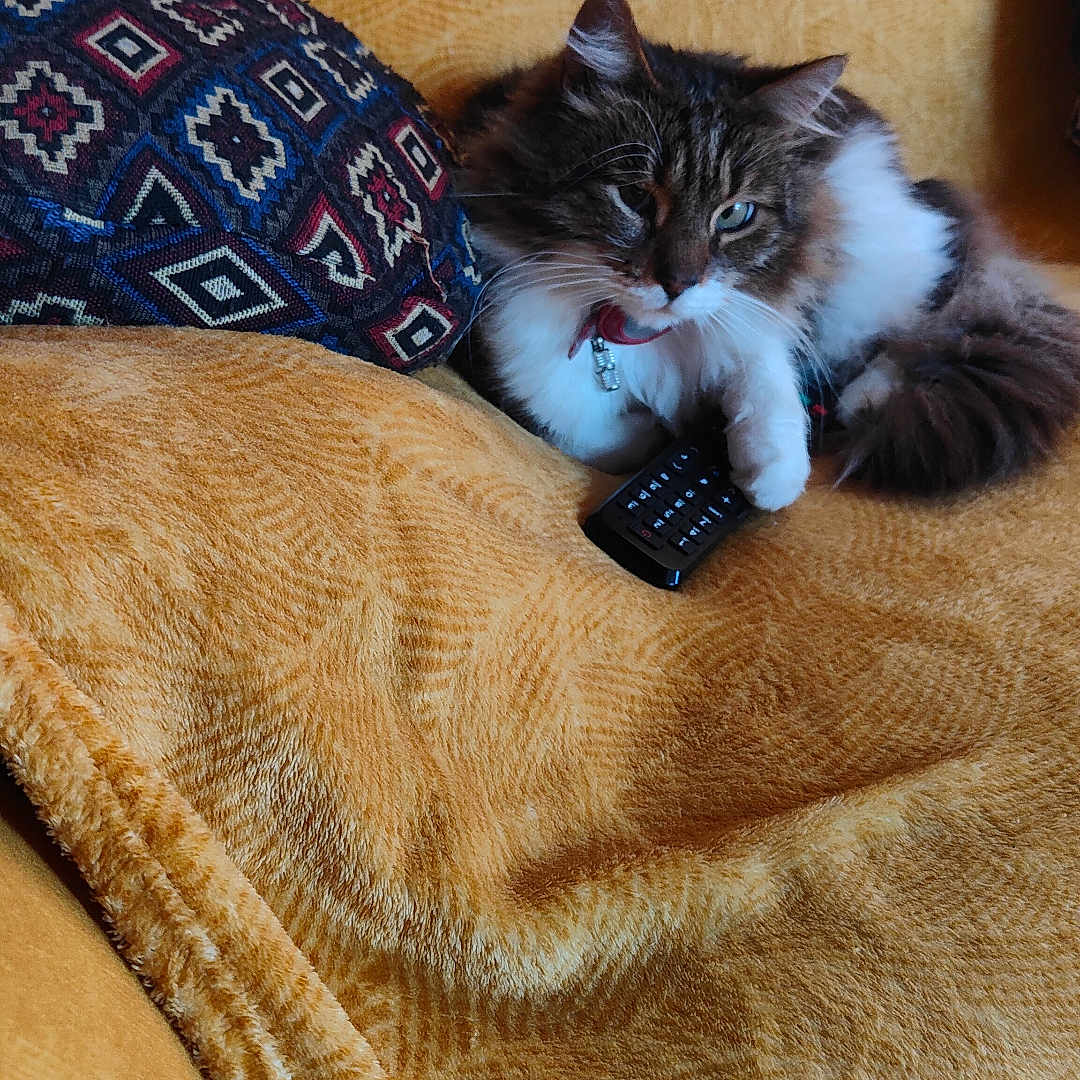 Oriu Franceschini participe au concours pour gagner de l'argent avec cette photo : blanket, cat, comfort, cozy, cute, domestic_animal, feline, fluffy, fur, home, indoor, lazy, living_room, mustard_yellow, patterned_pillow, pet, pillow, relaxing, remote_control, resting