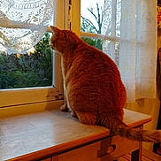 Mickey participe au concours pour gagner de l'argent avec cette photo : carnivore, cat, domestic_short_haired_cat, european_shorthair, felidae, furniture, home, interior_design, room, small_to_medium_sized_cats, tabby_cat, table, tail, textile, whiskers, window, wood