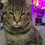 Jinx is registered to the contest to win money with this photo: tabby_cat, cat, curled_ears, feline, pet, indoor, blanket, cozy, whiskers, fur, close_up, unimpressed, purple_light, tv_screen, living_room, domestic_animal, cute, relaxed, animal_portrait, soft_texture