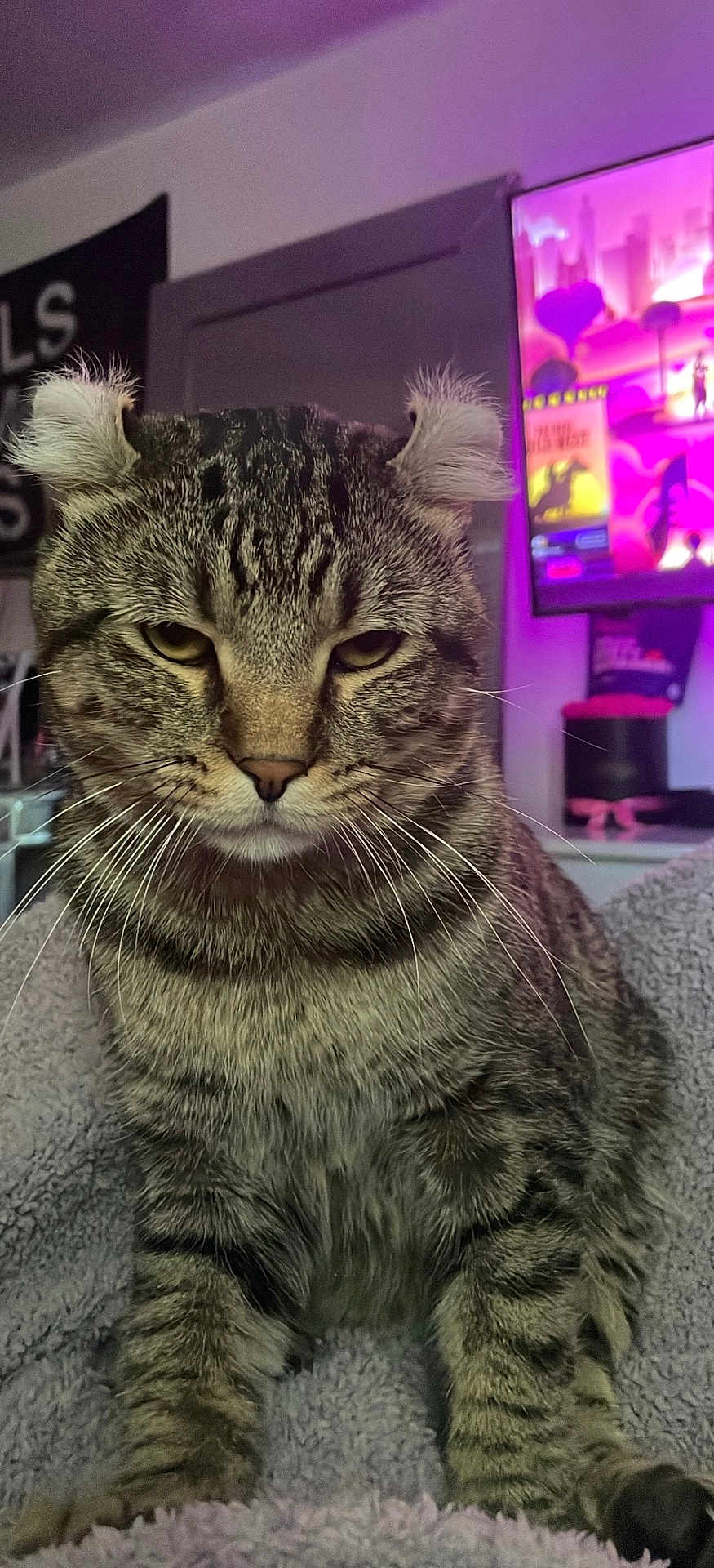 Jinx is registered to the contest to win money with this photo: tabby_cat, cat, curled_ears, feline, pet, indoor, blanket, cozy, whiskers, fur, close_up, unimpressed, purple_light, tv_screen, living_room, domestic_animal, cute, relaxed, animal_portrait, soft_texture