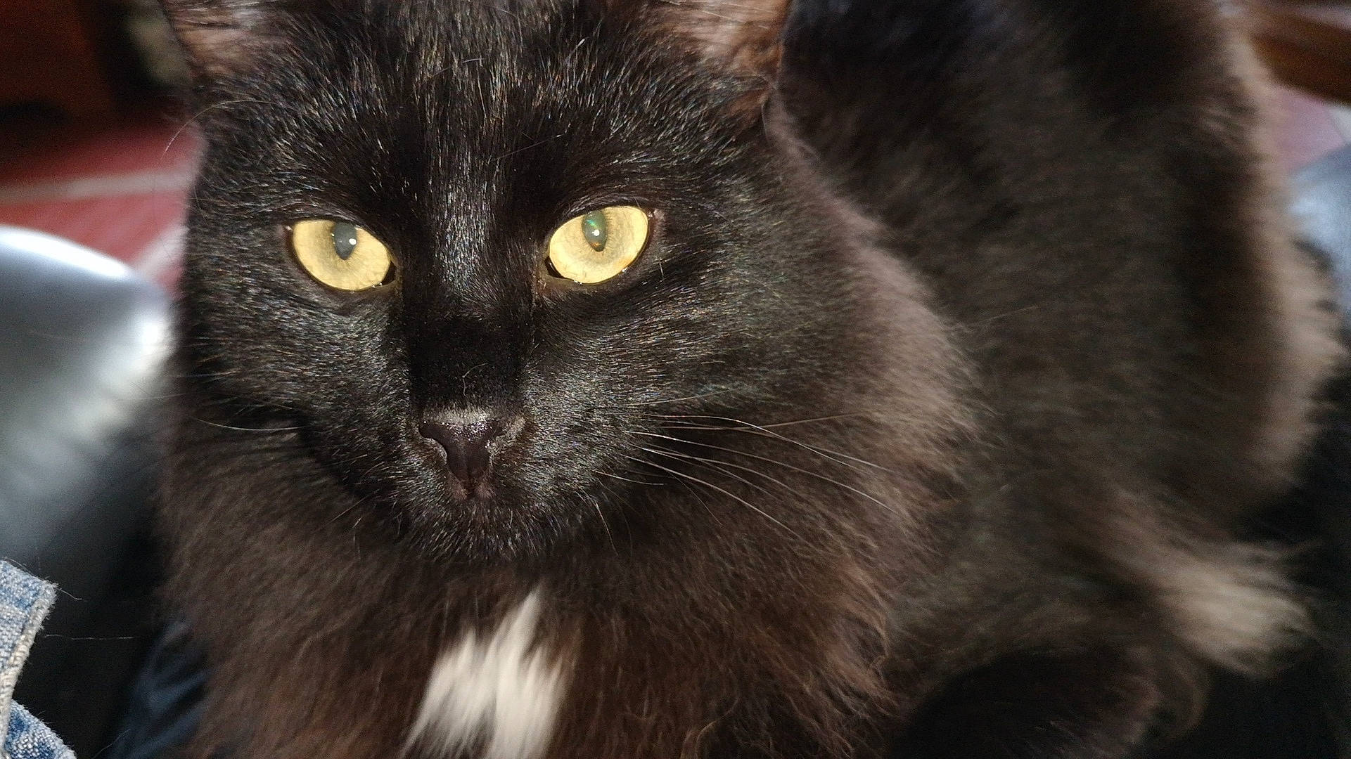 Newton a rejoint le concours — aidez-le/la à gagner de superbes lots ! black_and_white, black_cat, bombay, carnivore, cat, close_up, domestic_long_haired_cat, domestic_short_haired_cat, eye, felidae, fur, kitten, mammal, nebelung, norwegian_forest_cat, small_to_medium_sized_cats, snout, whiskers