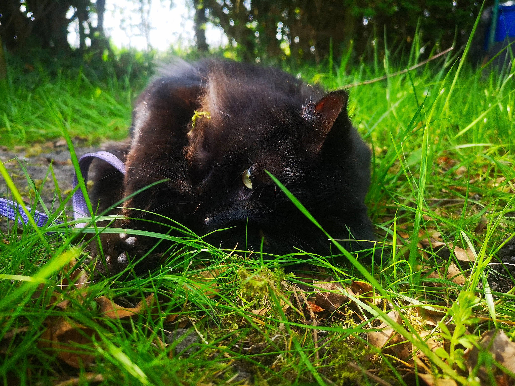 Newton participe au concours pour gagner de l'argent avec cette photo : black_cat, carnivore, cat, felidae, grass, mammal, plant, small_to_medium_sized_cats, tasmanian_devil, whiskers