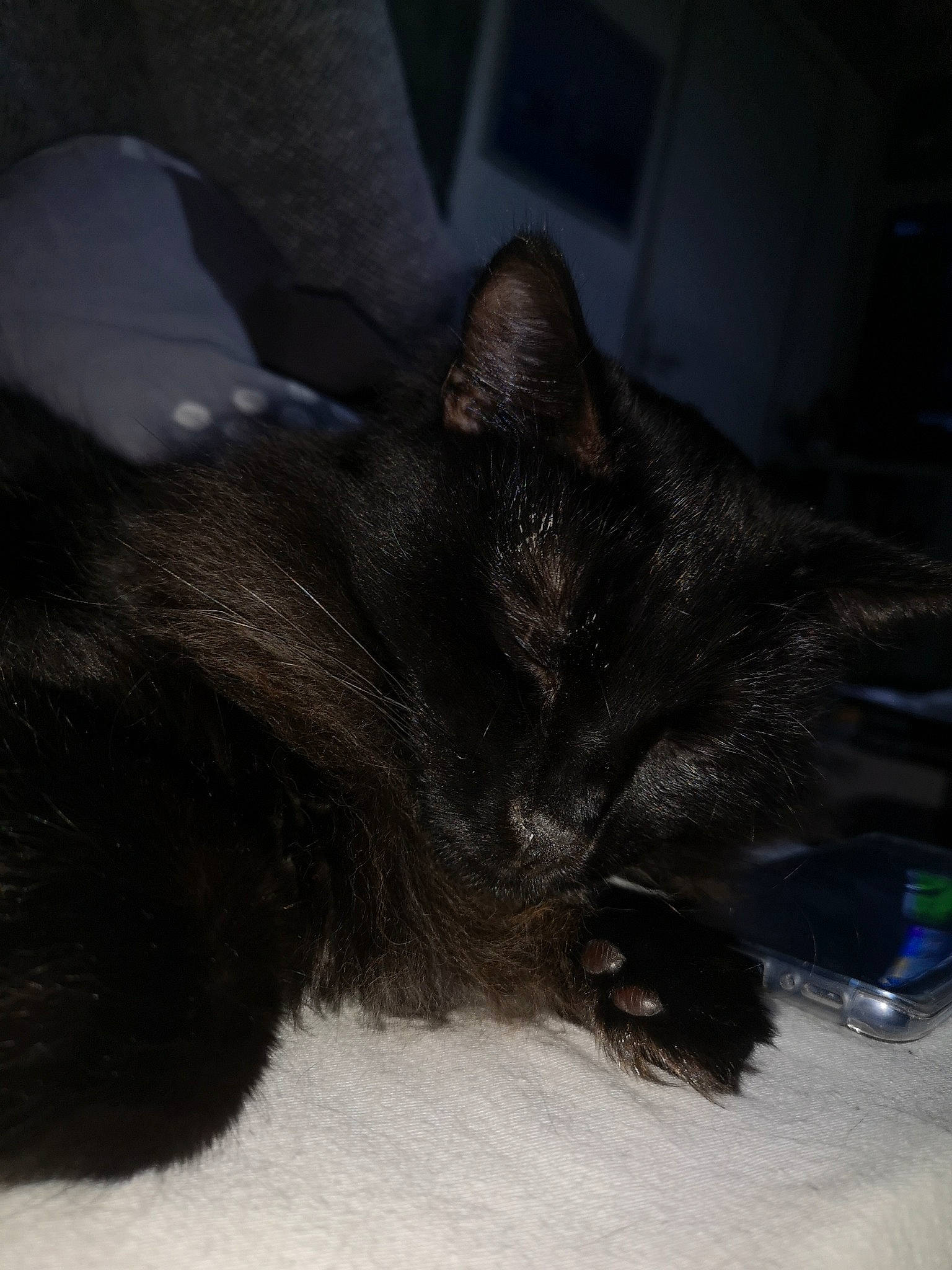 Newton participe au concours pour gagner de l'argent avec cette photo : black, black_cat, carnivore, cat, claw, ear, felidae, fur, kitten, nose, sleep, small_to_medium_sized_cats, snout, tail, whiskers