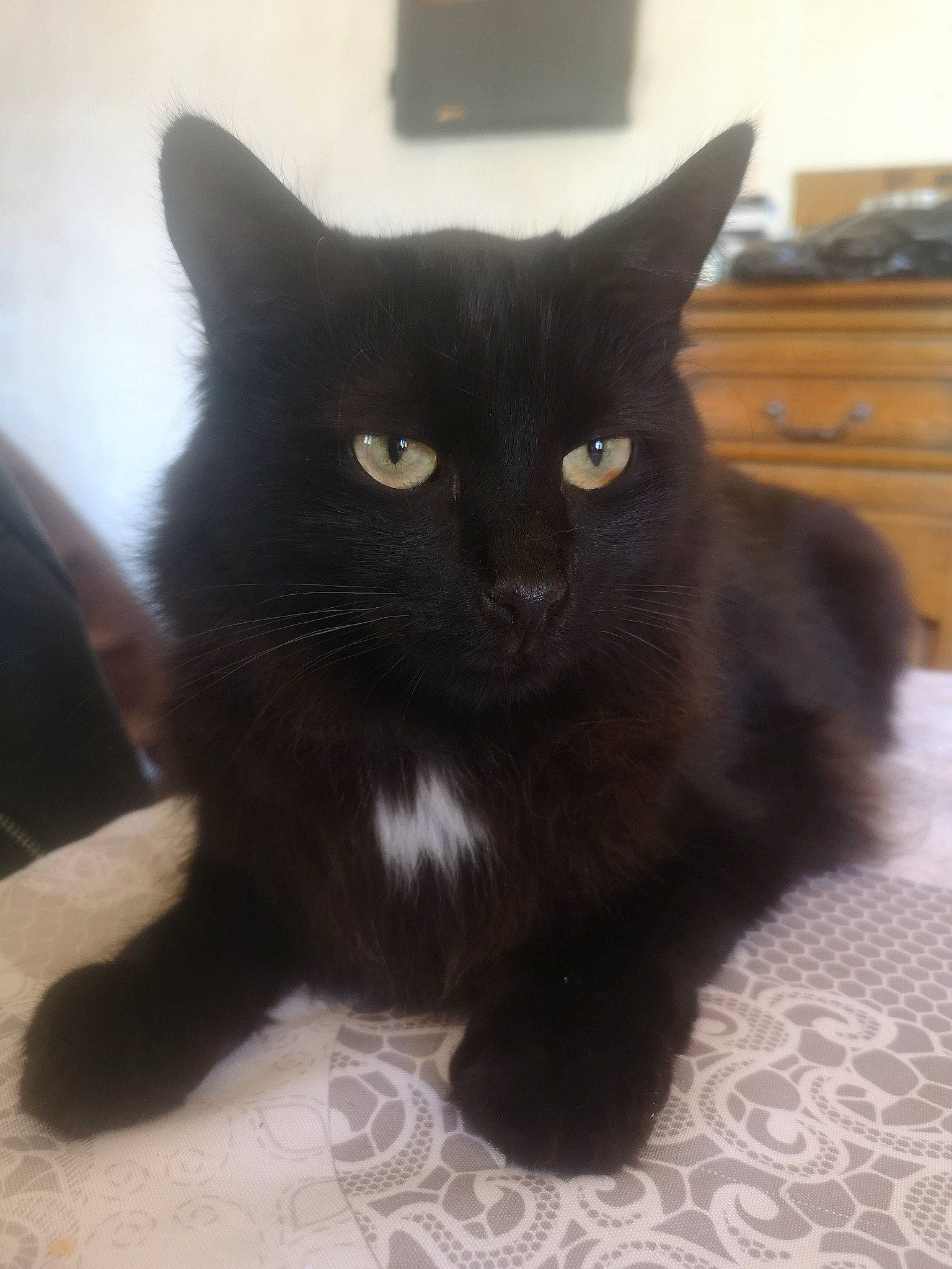Newton a rejoint le concours — aidez-le/la à gagner de superbes lots ! asian, black, black_cat, bombay, carnivore, cat, domestic_long_haired_cat, domestic_short_haired_cat, eye, felidae, kitten, mammal, persian, polydactyl_cat, small_to_medium_sized_cats, snout, tail, turkish_angora, vertebrate, whiskers