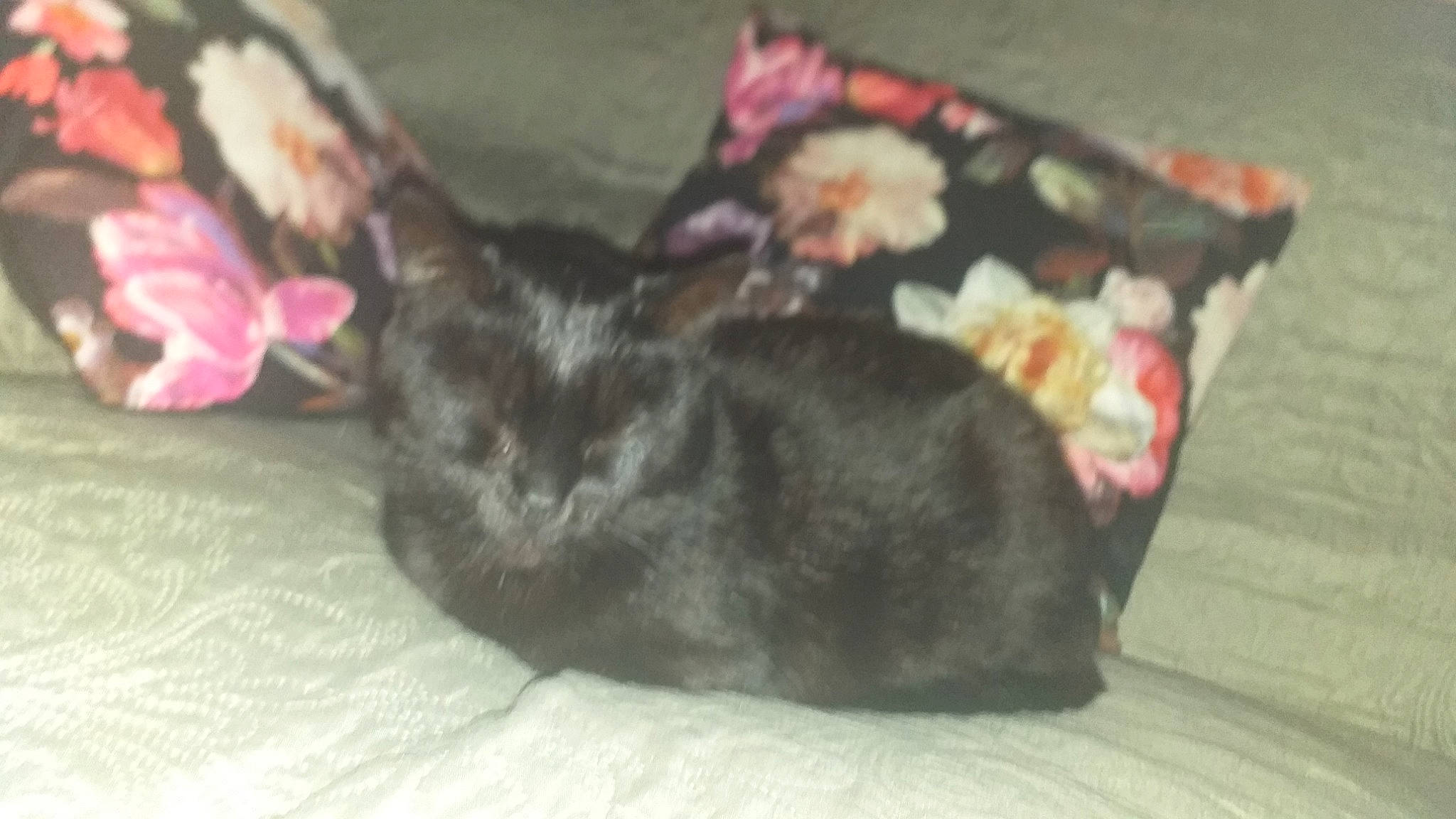 Pepette participe au concours pour gagner de l'argent avec cette photo : black_cat, carnivore, cat, cat_supply, comfort, domestic_short_haired_cat, felidae, fur, grey, linens, nap, small_to_medium_sized_cats, tail, terrestrial_animal, vertebrate, whiskers