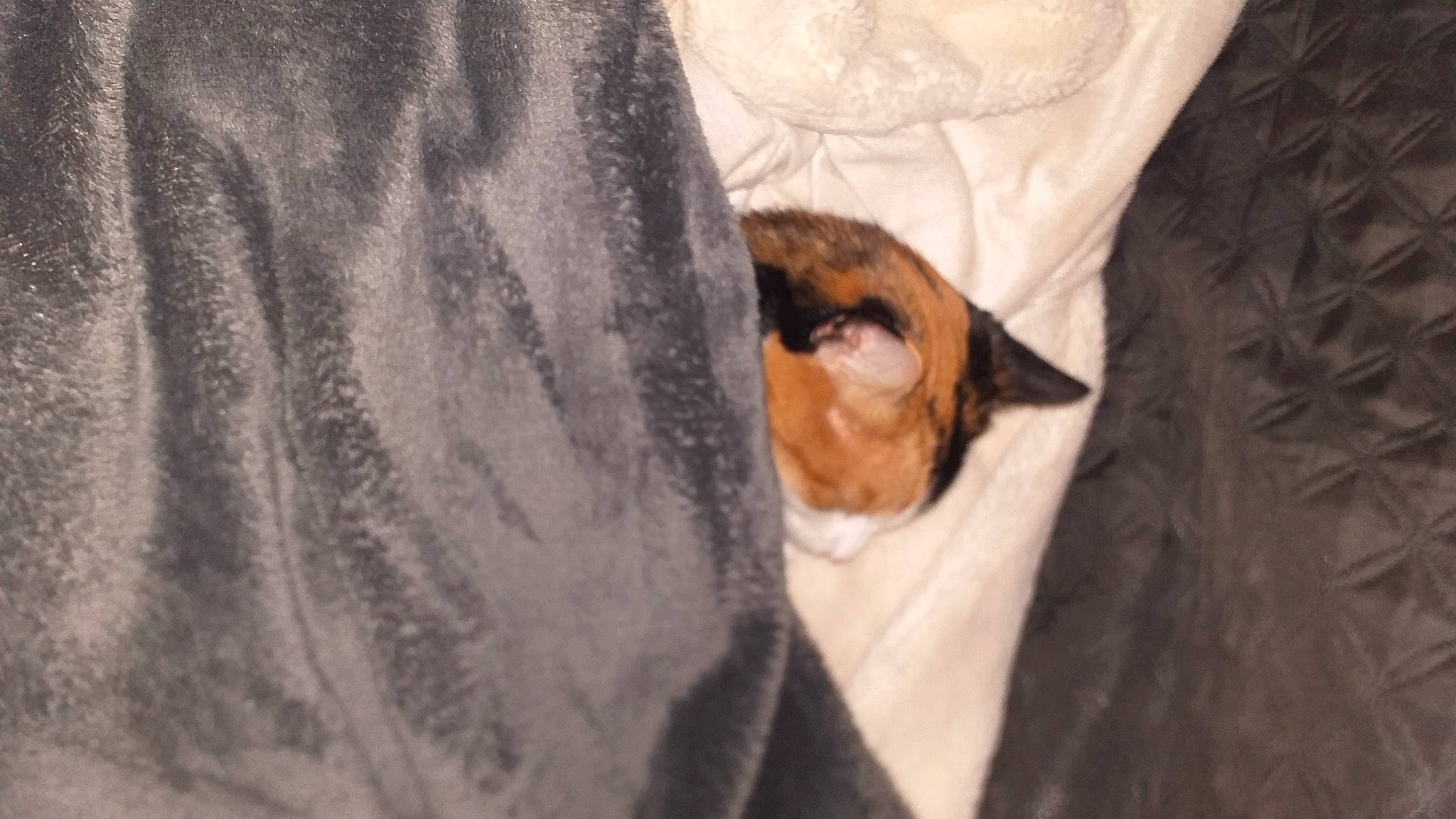 Clochette a rejoint le concours — aidez-le/la à gagner de superbes lots ! carnivore, cat, comfort, companion_dog, dog_breed, domestic_short_haired_cat, fawn, felidae, formal_wear, fur, linens, nap, paw, sleeve, small_to_medium_sized_cats, snout, tail, tree, whiskers, wood