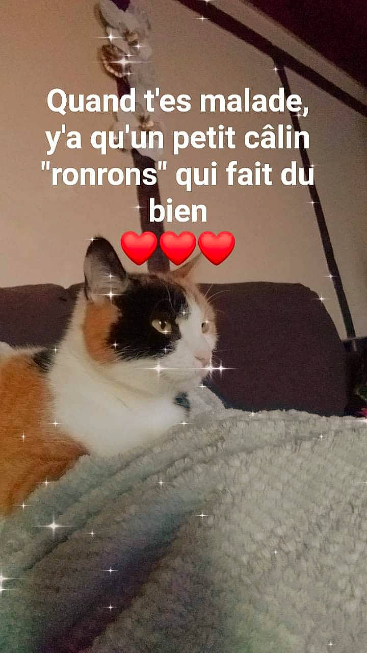 Clochette participe au concours pour gagner de l'argent avec cette photo : advertising, art, book_cover, carnivore, cat, domestic_short_haired_cat, felidae, font, formal_wear, fur, grass, paw, photo_caption, plant, poster, publication, small_to_medium_sized_cats, snout, tail, whiskers