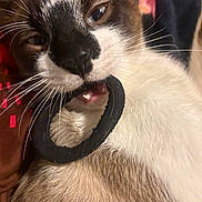 Quincy is registered to the contest to win money with this photo: cat, close_up, indoor, animal, pet, whiskers, fur, bite, hair_tie, playful, face, eyes, nose, mouth, white_fur, brown_fur, black_fur, cozy, soft_texture, blurred_background