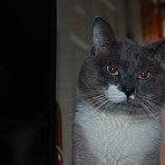 Steven is registered to the contest to win money with this photo: cat, gray_cat, white_chest, indoor, pet, animal, feline, whiskers, ears, eyes, closeup, portrait, household, domestic_cat, looking, face, fur, window, door, light